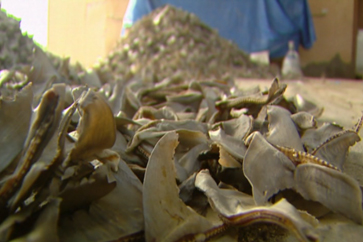 SHARK FINS EXTINCTION OMAN