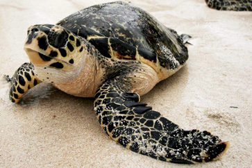 Hawksbill turtles