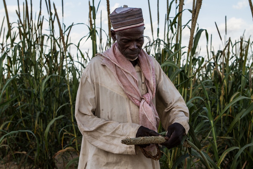 A farmer examines grain that has gone bad on his land in the southern town of Guidan Roumdji, Niger.