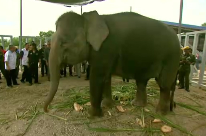 First elephant sanctuary opened in Malaysia