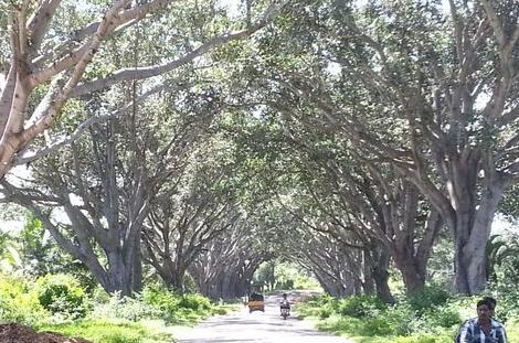 The row of banyan trees are on the Kudur-Hulikal road 80km from Bangalore [K S Dakshina Murthy]