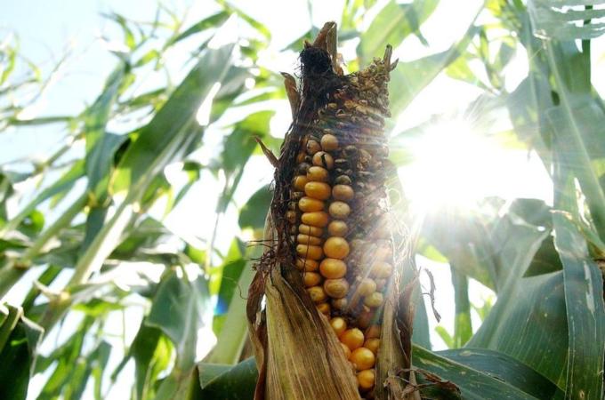 Biofuels made from corn and other foodstocks compete for land and water, putting added stress on scarce resources [AP]