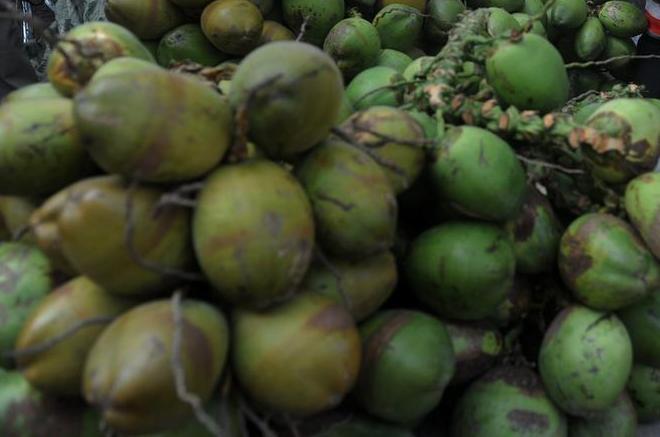More than 20 percent of the coconut crop is damaged annually due to pests, scientists believe [GALLO/GETTY]