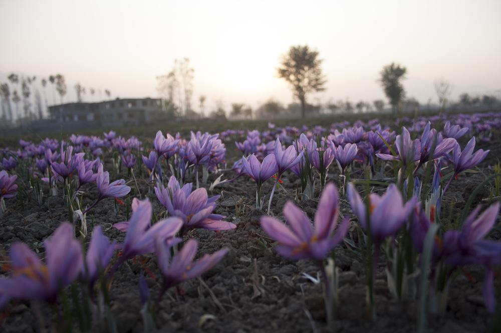 Harvesting of saffron commences in the last week of October and continues for five to six weeks in Kashmir.