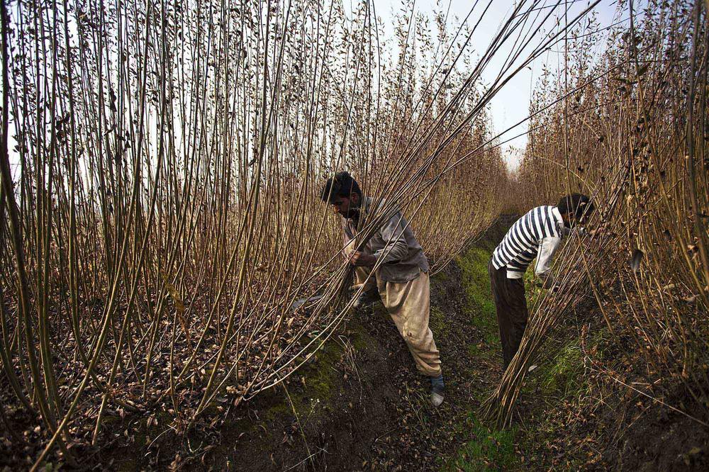 Kashmiri men harvest wicker sticks used in making kangris on the outskirts of Srinagar in Indian-administered Kashmir. The kangri is a traditional fire-pot used by people to keep them warm during harsh winters. 