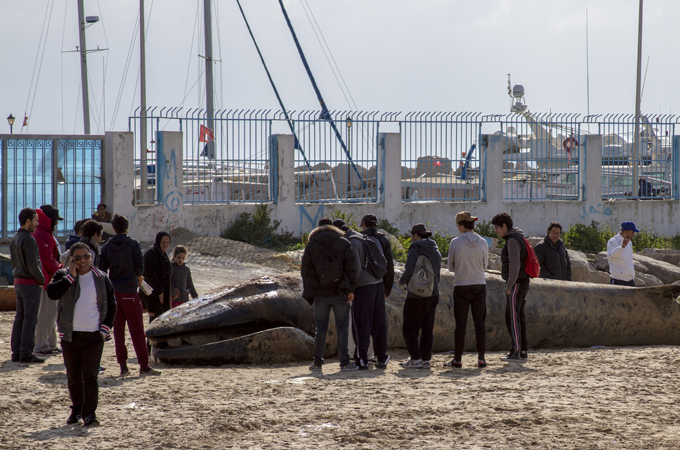 Beaching of marine mammals is becoming more common on Tunisia's coast [Aymen Ben Mansour/Al Jazeera]