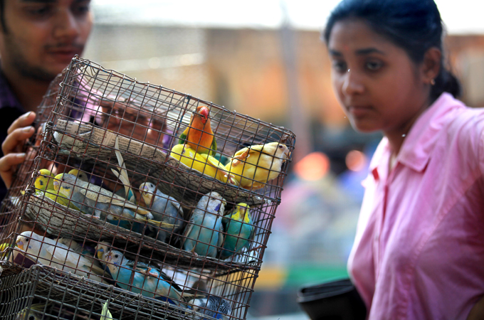 Murgi Chowk remains a controversial attraction since last year's raid to rescue birds [File - EPA]