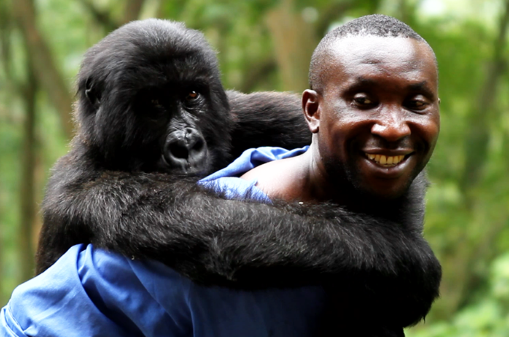 <p>(***)When you save a gorilla’s life, you truly feel like you are doing significant work for your country,(***) said Andre Bauma, who cares for orphaned mountain gorillas in Virunga National Park.</p>