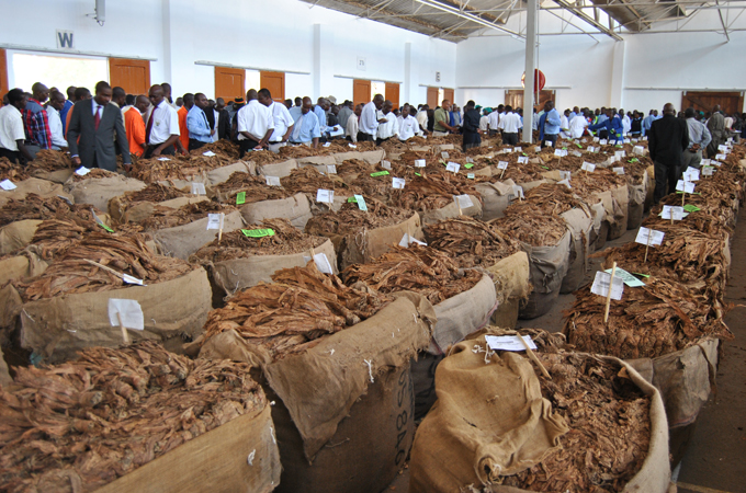 Tobacco being marketed during an auction in Limbe, Malawi [Lameck Masina/Al Jazeera]