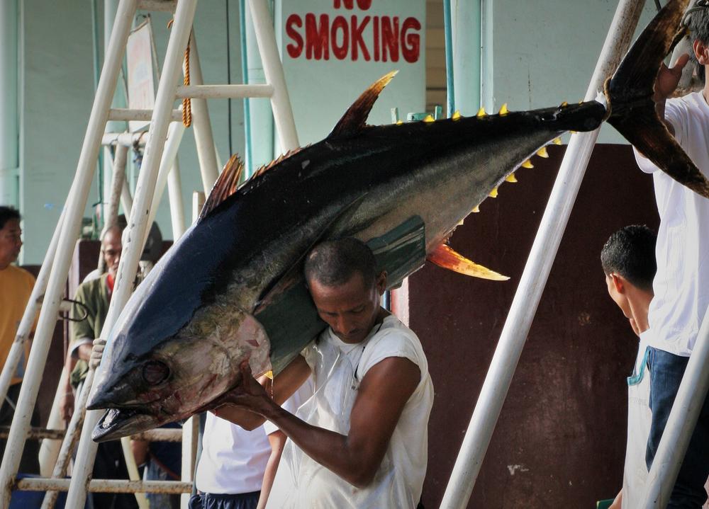 <p>A port worker takes a freshly caught yellowfin tuna for weighing. Fishermen say the average weight of tuna has progressively dropped over the years.</p>