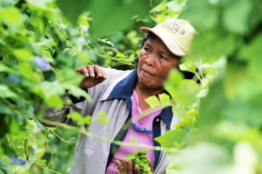 <p>Palo, Leyte - Farmer Virginia Pedrera harvests vegetables from her lush garden in an interior village in the outskirts of Tacloban. She said she could not rely on government help to rebuild, and with the help of a relief agency began replanting a piece of land she rents. She now is trying to encourage neighbours and survivors to help themselves one year after Haiyan. </p>