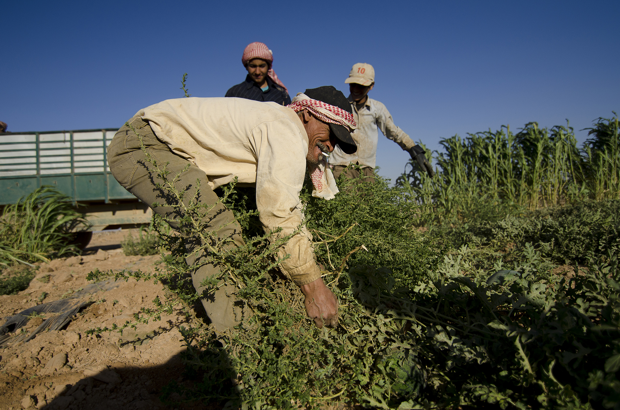 Syrian beduin refugees/ DO NOT USE/ RESTRICTED