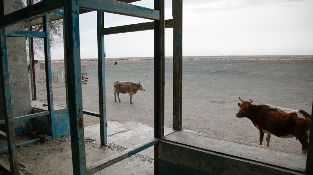 The cows produce bitter milk that is low in nutrients because of their poor diet [Timur Karpov/Al Jazeera]