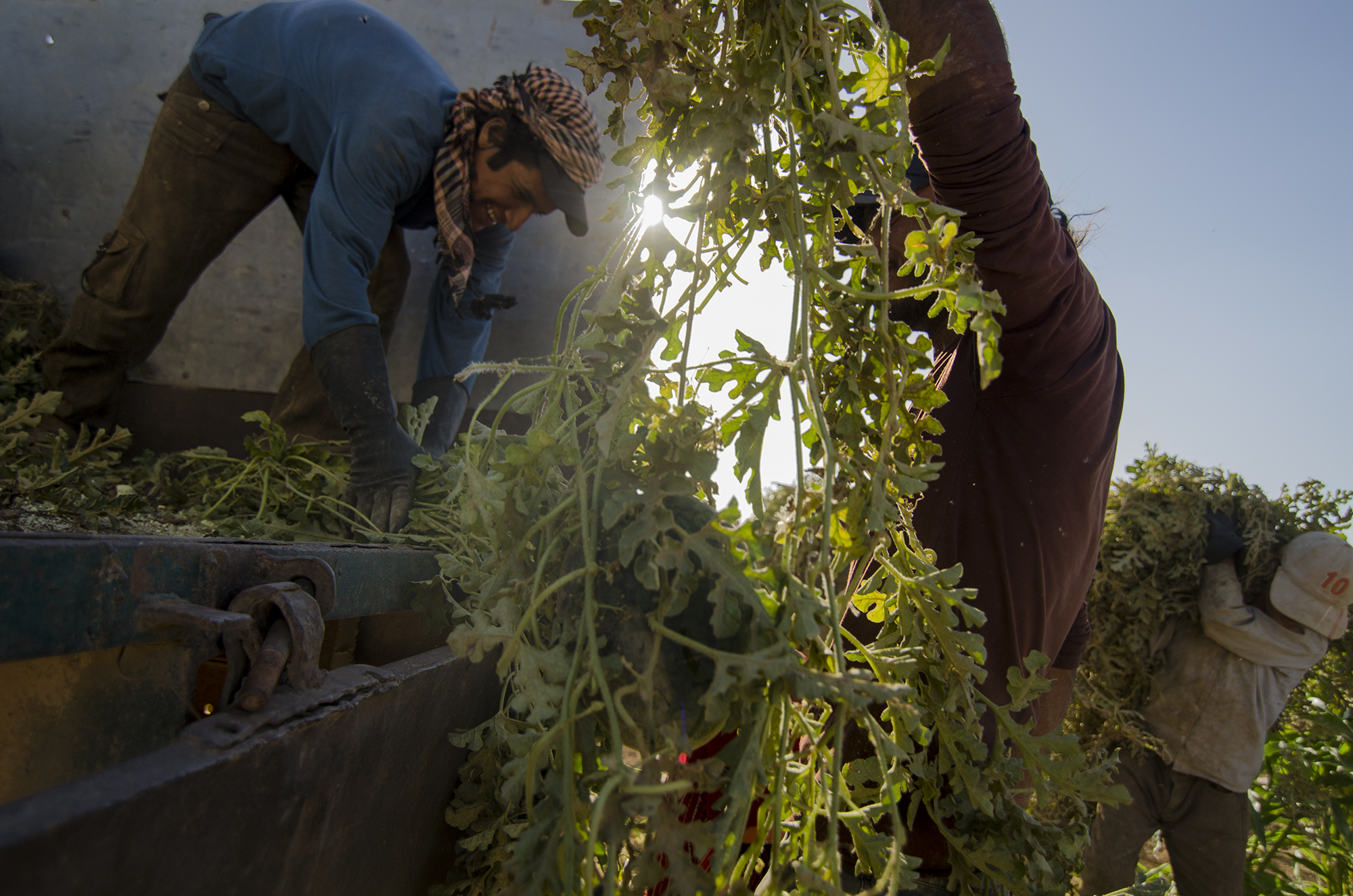 Syrian beduin refugees/ DO NOT USE/ RESTRICTED