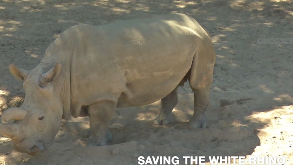 oaj white rhino