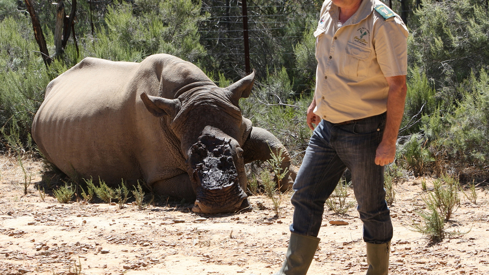 Poachers often hack faces off, severely injuring or killing the animal in the process [Getty Images]