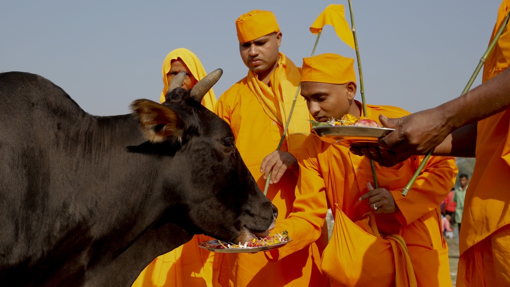 India cow