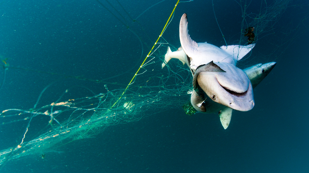 Madagascar is establishing a shark sanctuary to help replenish declining populations [Garth Cripps/Al Jazeera]
