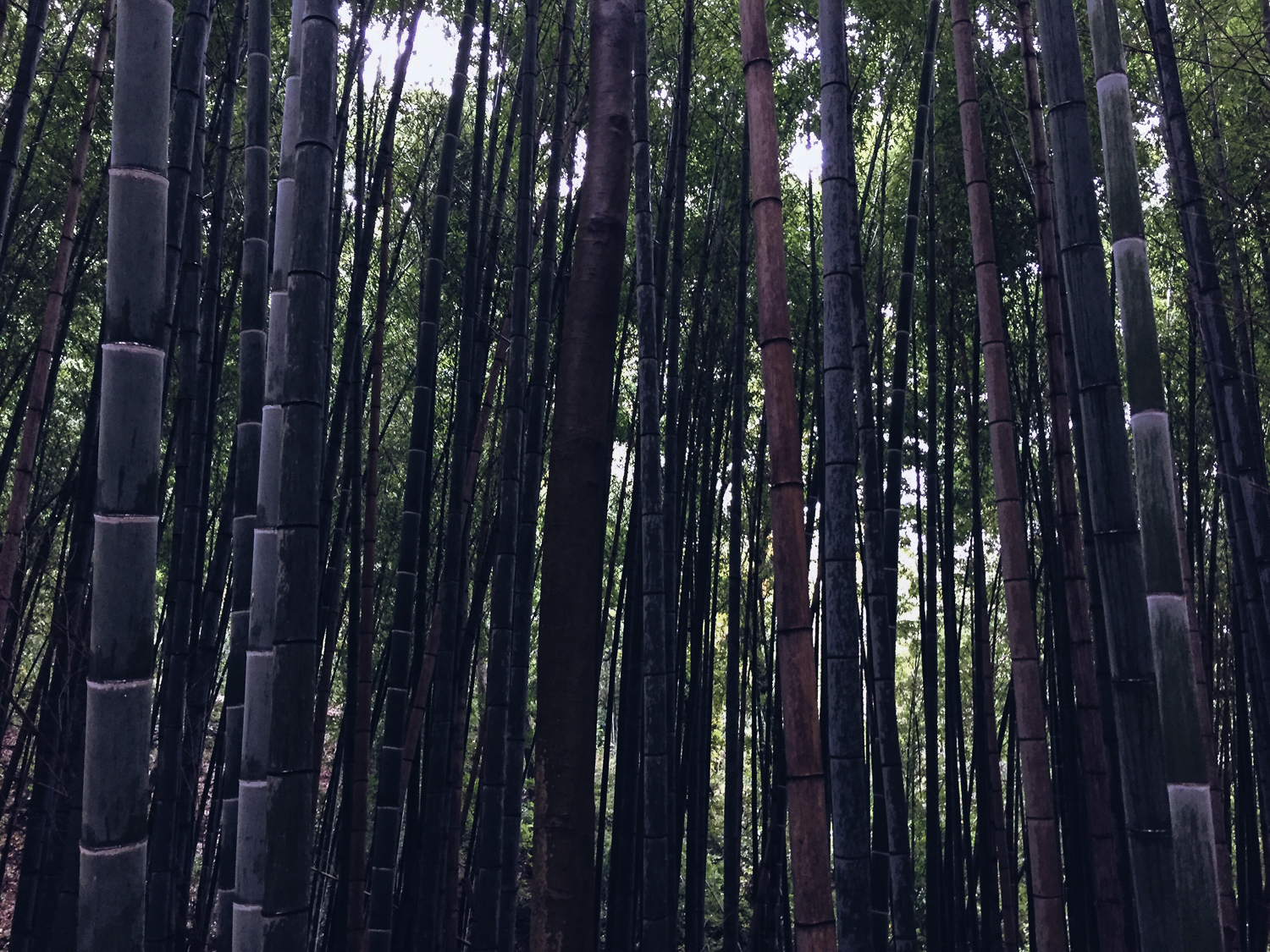 Fushimi Inari-Taisha shrine