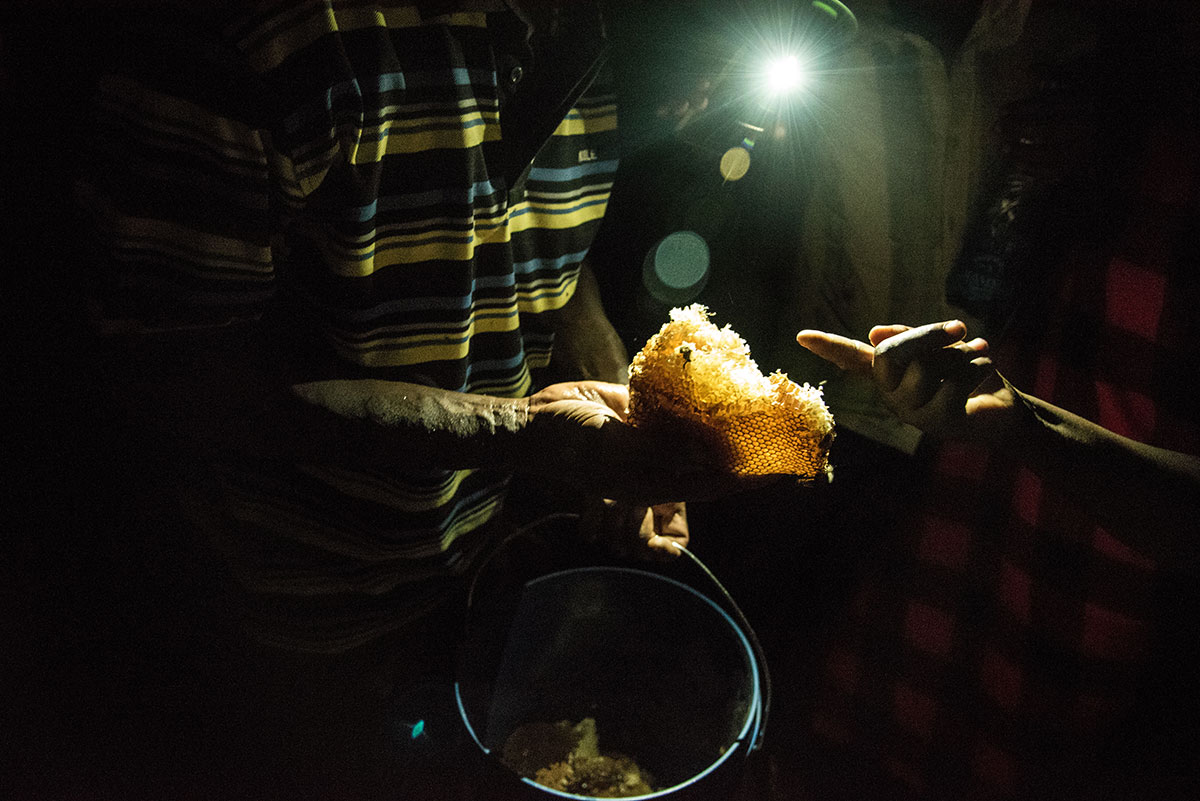 Dripping Gold: On the Hunt for Honey in Kenya/ Please Do Not Use