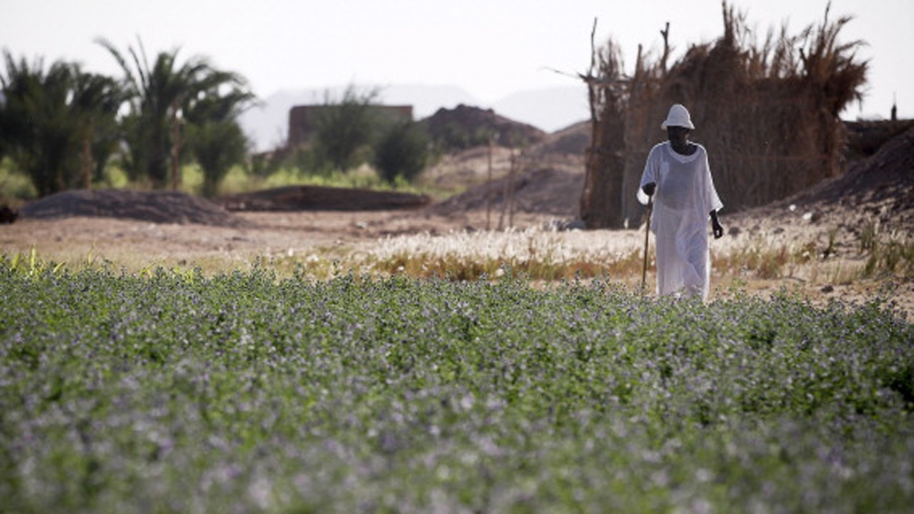 A Nubian farmer walks through irrigated fields near the village of Abu Simbel in upper Egypt [Getty]