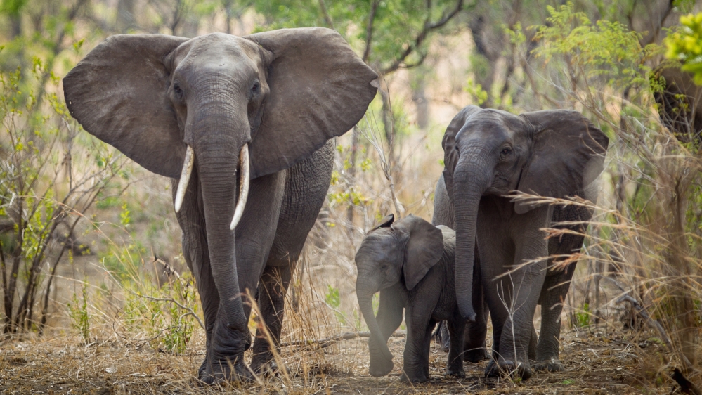 Malawi elephant relocation