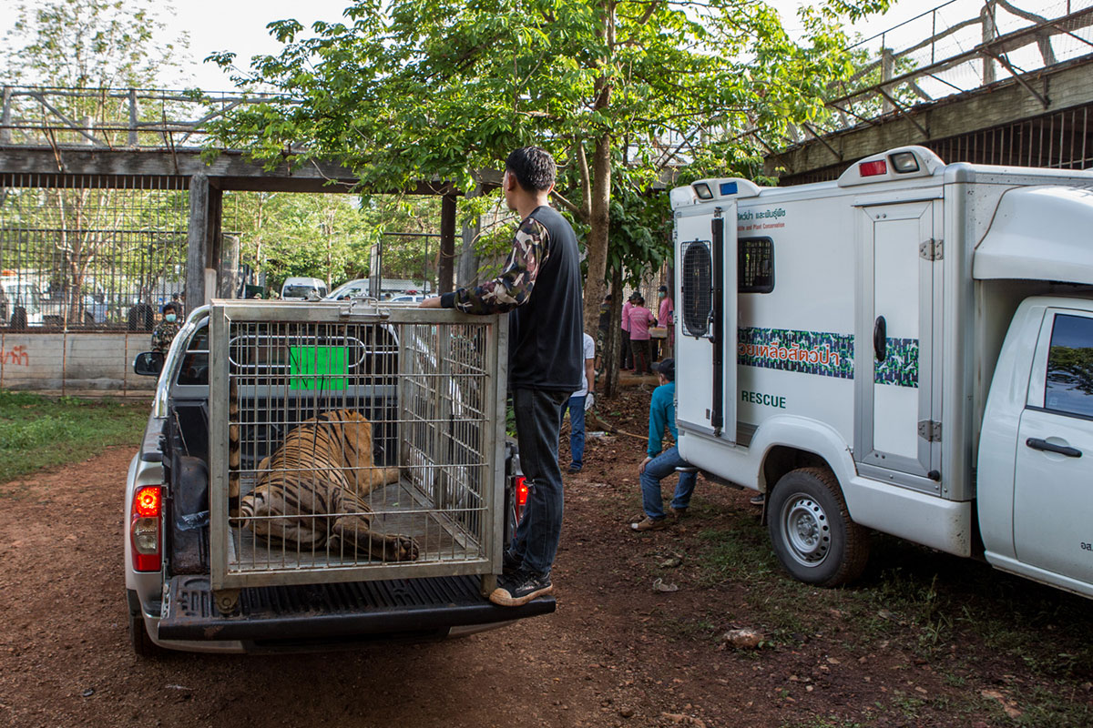 The End for Thailand''s Infamous Tiger Temple/ Please Do Not Use