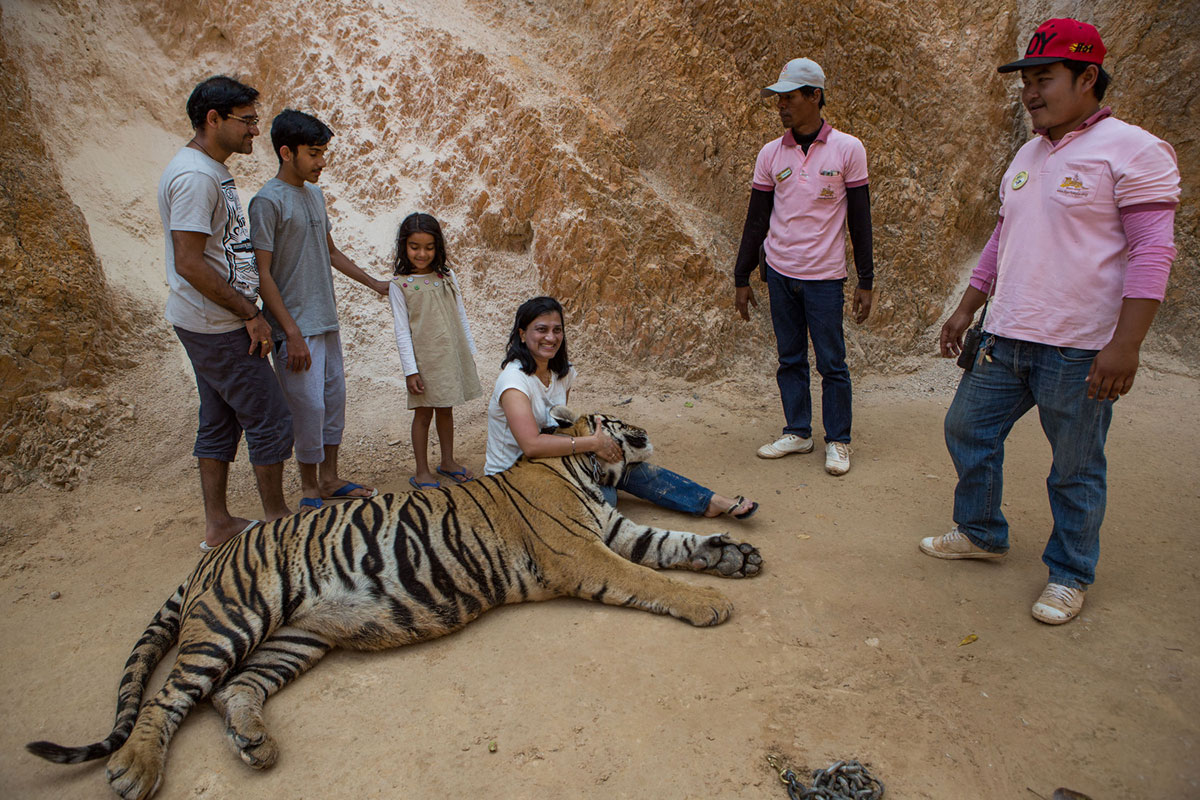 The End for Thailand''s Infamous Tiger Temple/ Please Do Not Use