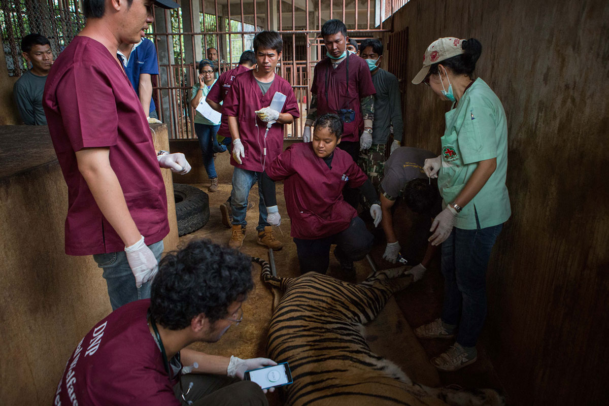 The End for Thailand''s Infamous Tiger Temple/ Please Do Not Use