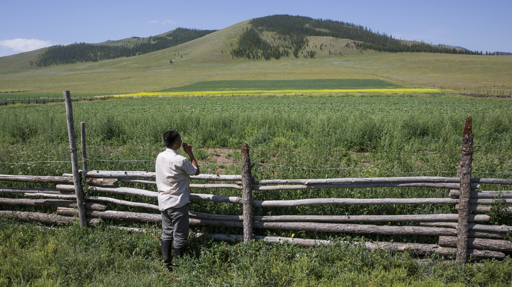 Potatoes and carrots grow in a field in Ikh Tamir [Taylor Weidman/Al Jazeera]