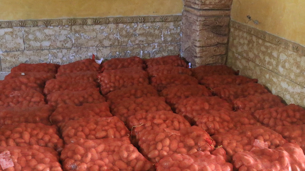  Crops include potatoes, cucumbers, courgettes, aubergine, parsley and spinach [Mahmoud Shehabi/Al Jazeera]