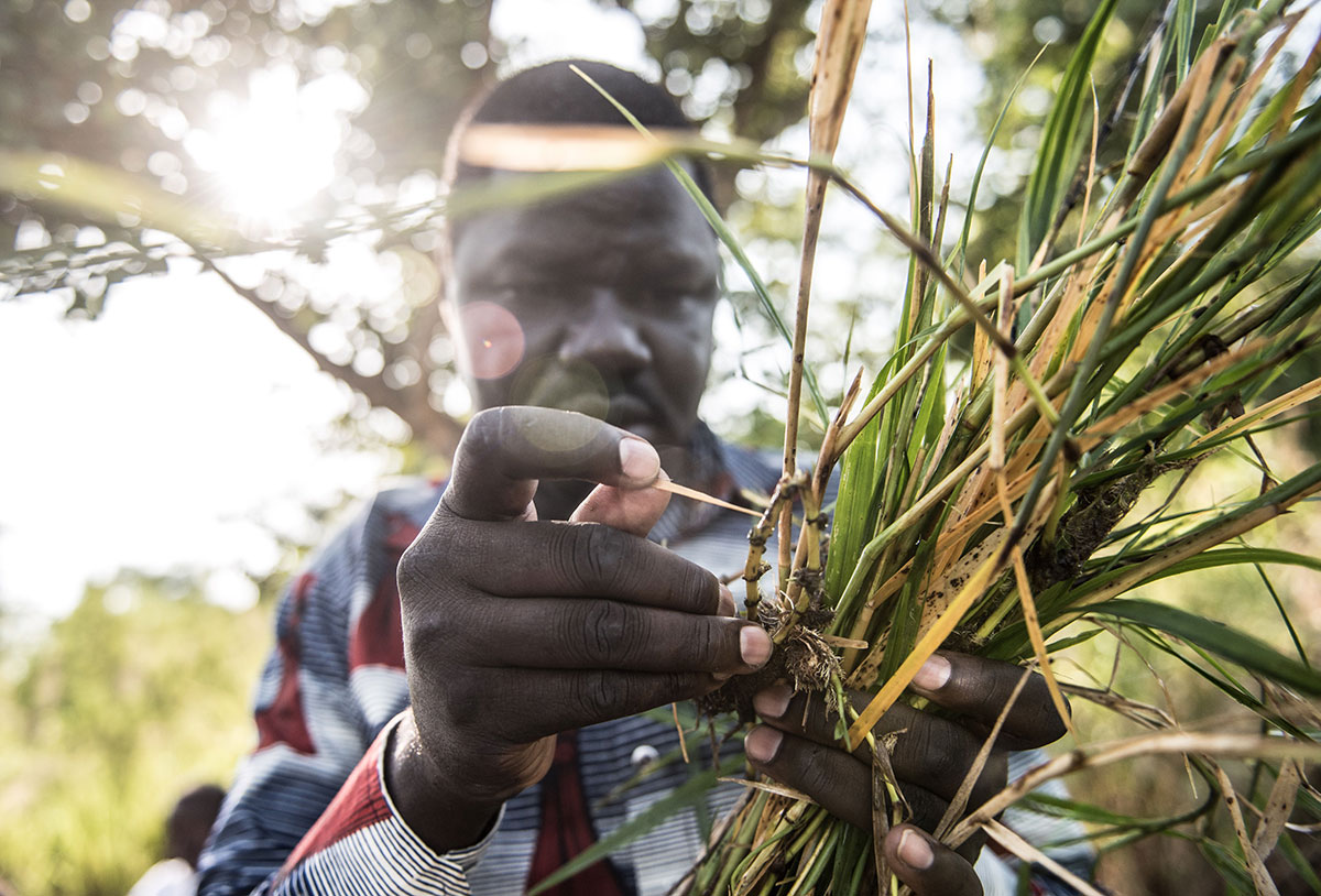 The fly catchers fighting river blindness