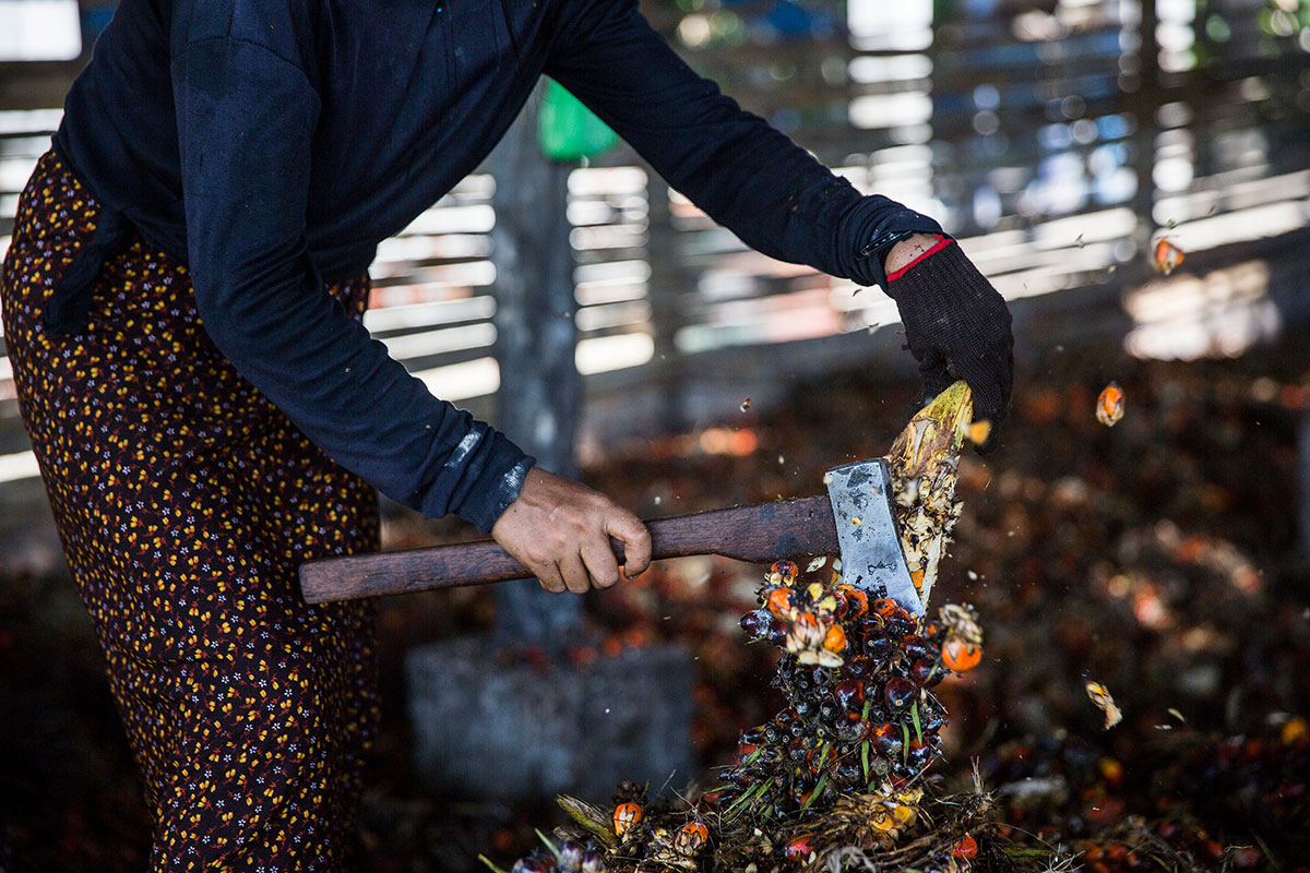 Palm Oil in Myanmar/Please Do Not Use