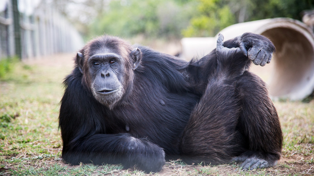 One of the Sweetwaters sanctuary residents relaxes during the day [Amanda Fisher/Al Jazeera] 
