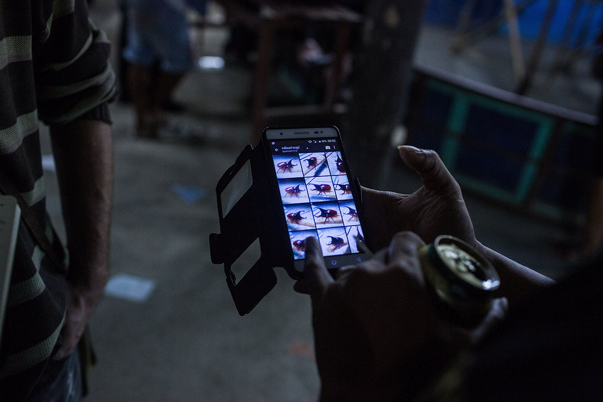 Beetle Fighting/Please Do Not Use