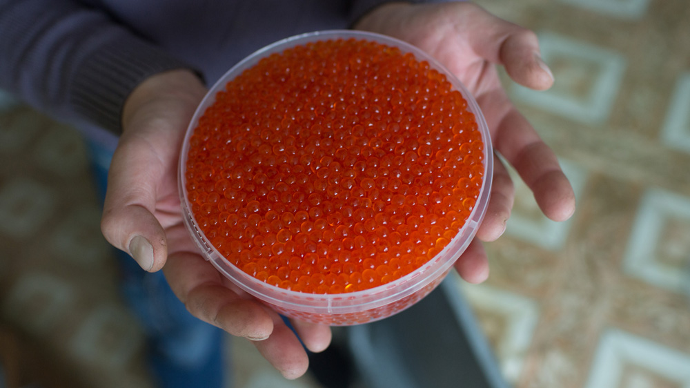 Some residents have turned to poaching to harvest fish roe and earn an extra income [Andrey Kovalenko /Al Jazeera]