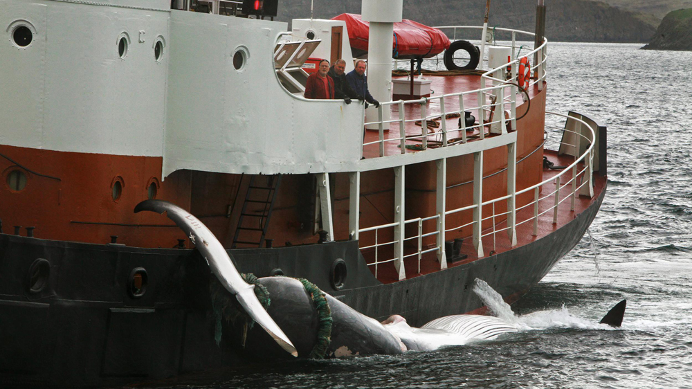 iceland whale