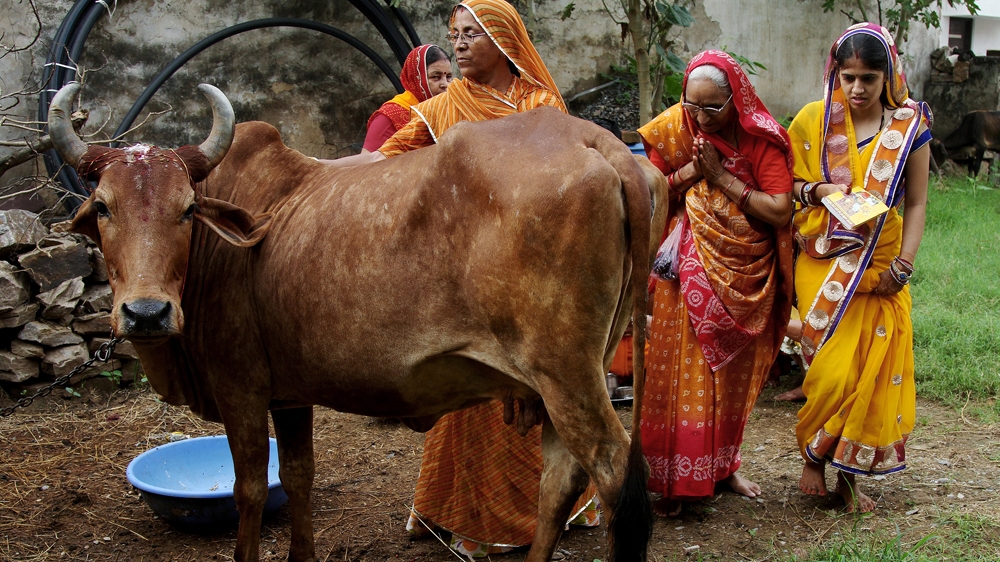 Cow - India