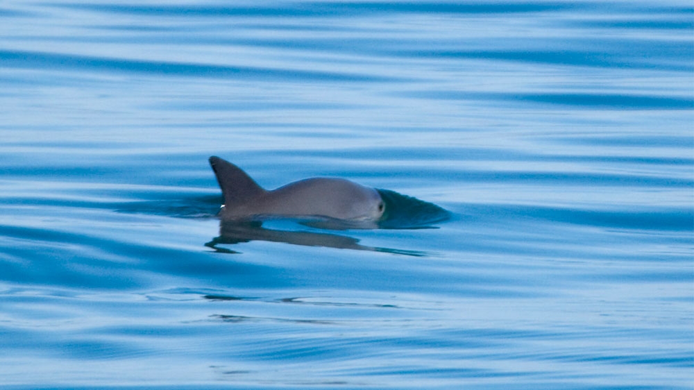 Mexico''s vaquita