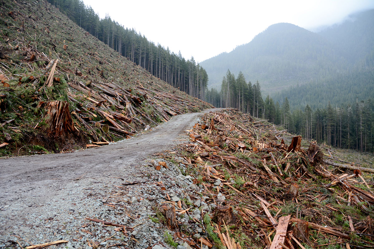 Saving Canada''s Giant Trees/Please Do Not Use