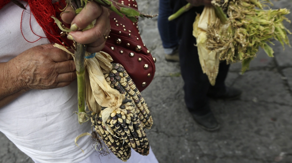 Farmers hold corn cobs while protesting against Monsanto Co during an event commemorating National Corn Day in downtown Mexico City