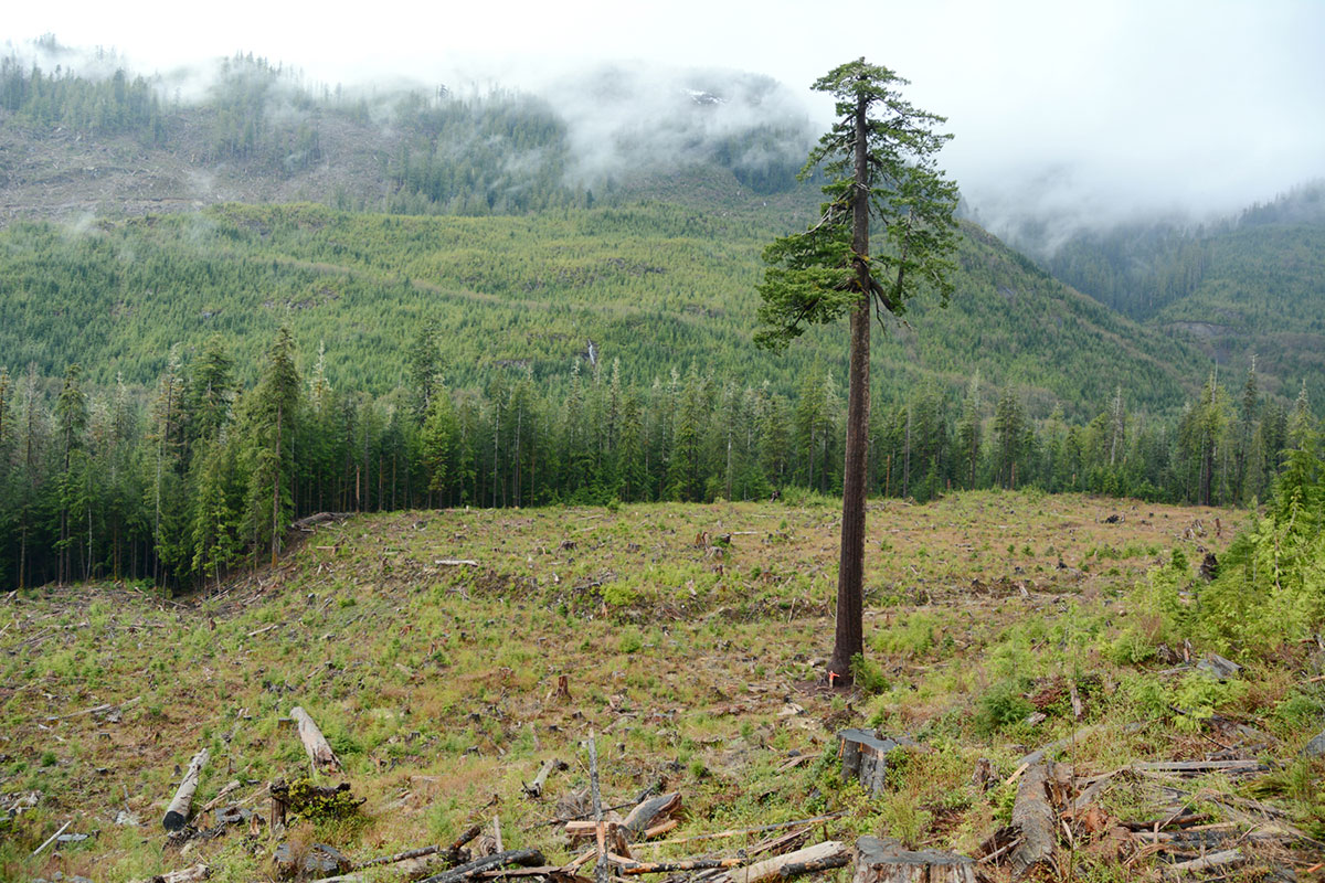 Saving Canada''s Giant Trees/Please Do Not Use