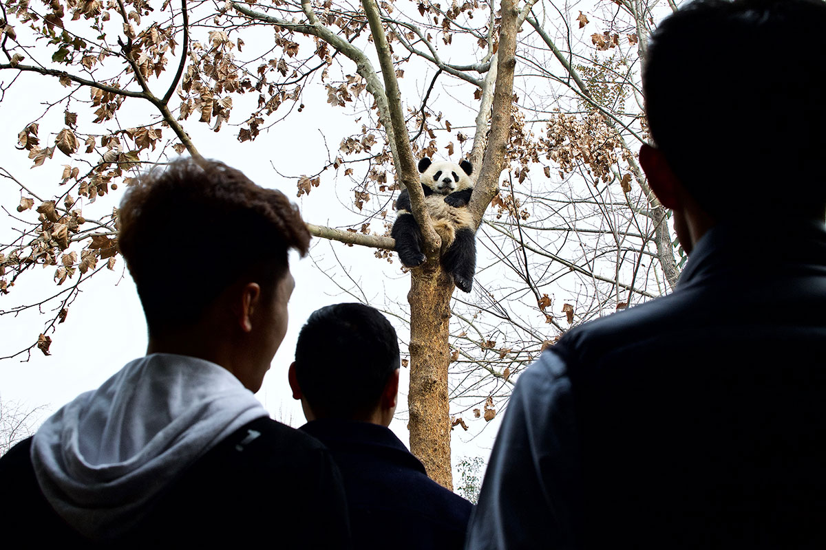 Saving China’s Pandas/Please Do Not Use