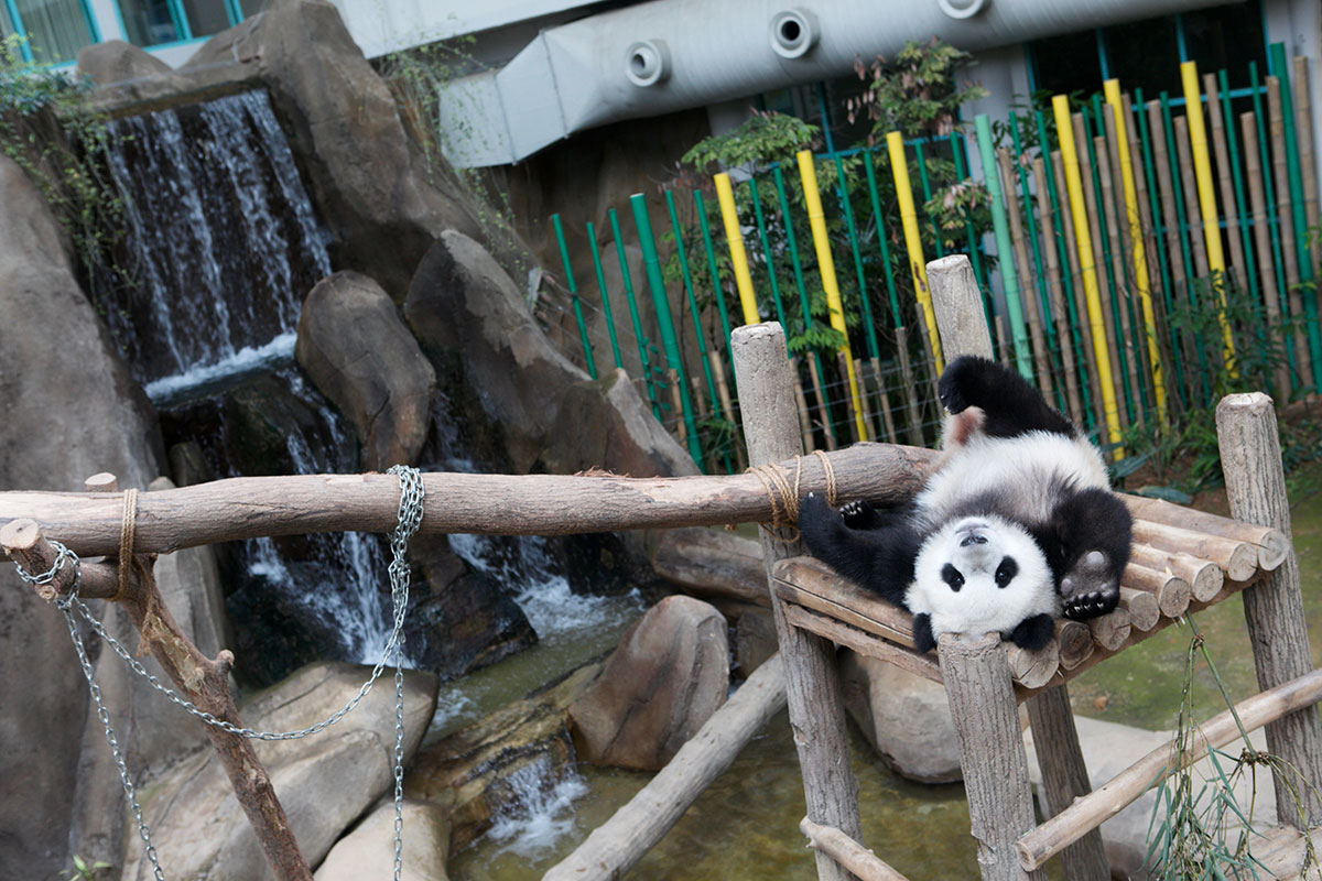 Saving China’s Pandas/Please Do Not Use