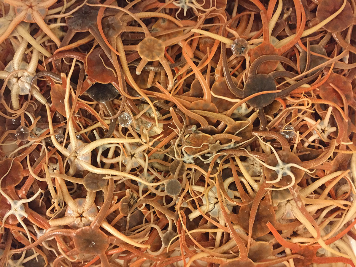 Antarctica Image Gallery