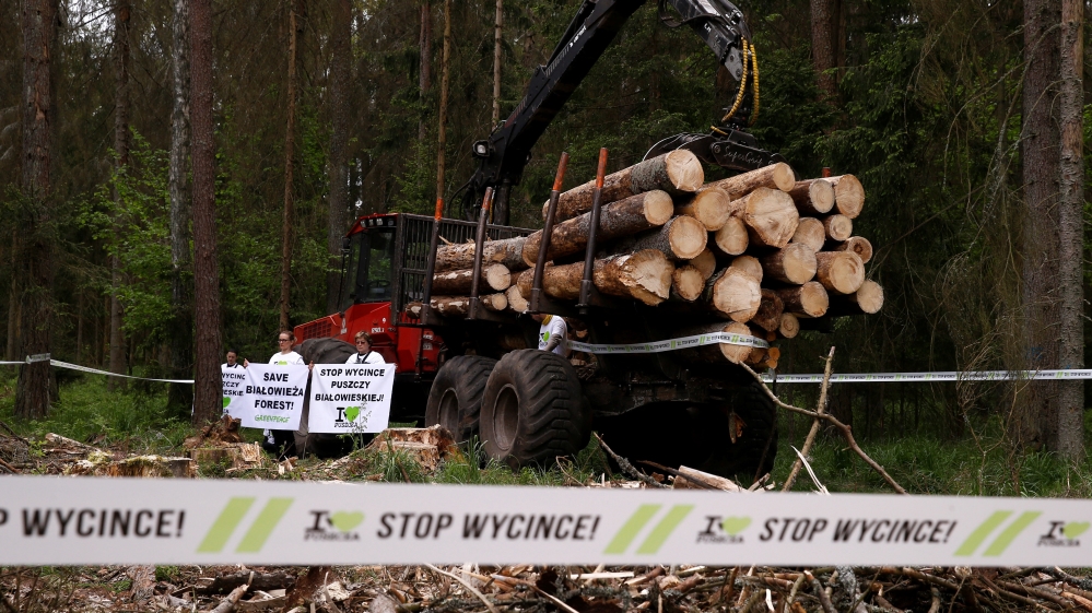 Environmental activists chain themselves to a logging machine during an action in the defence of one of the last primeval forests in Europe, Bialowieza forest