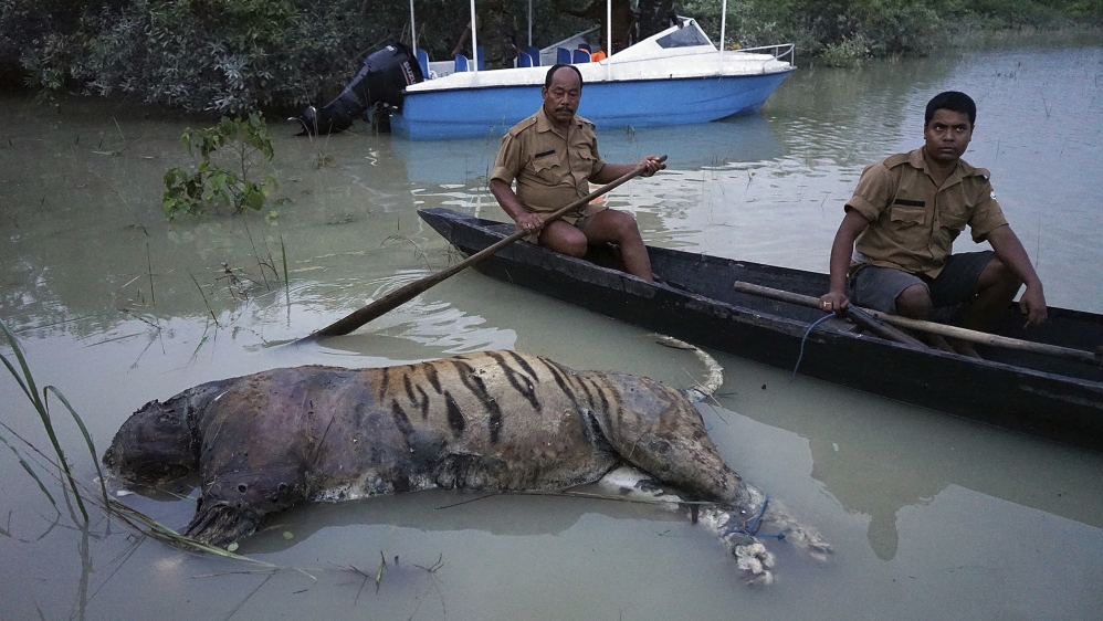 India floods tiger Kaziranga