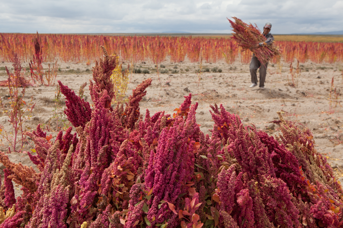 Bolivian Superfood''s Harvest/Please Do Not Use