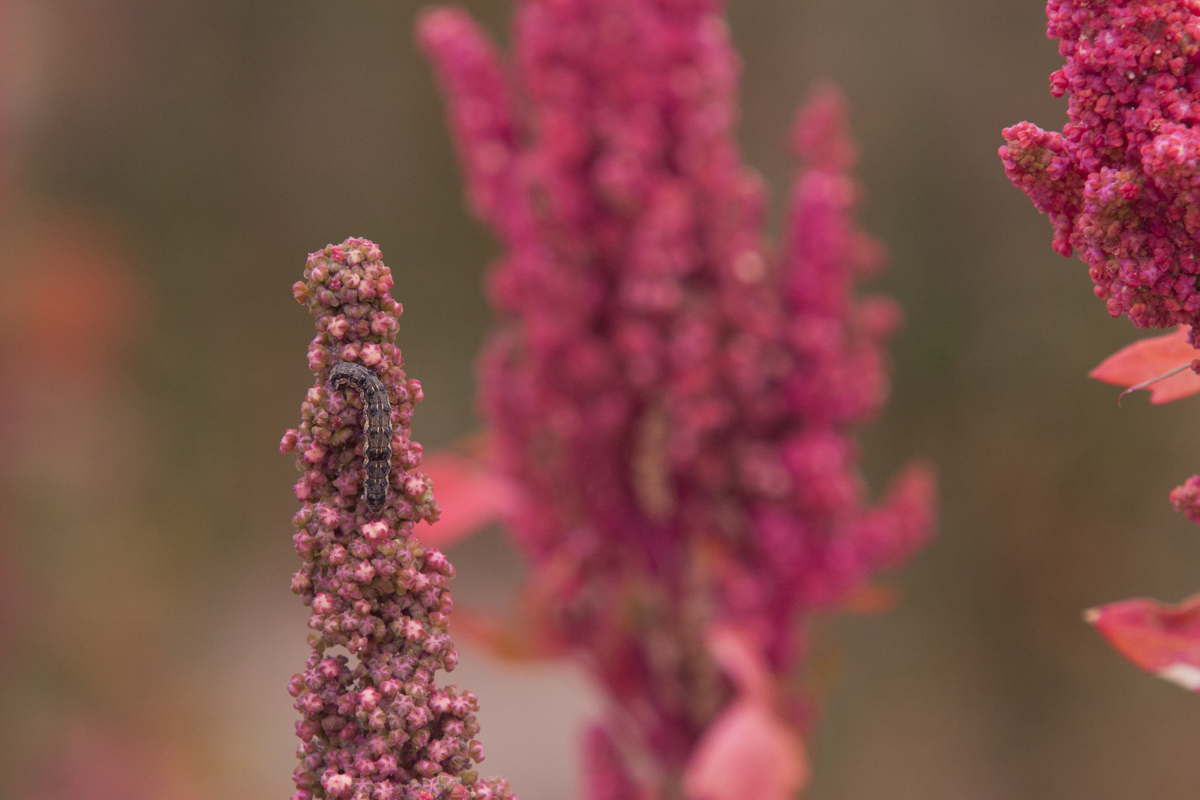 Bolivian Superfood''s Harvest/Please Do Not Use