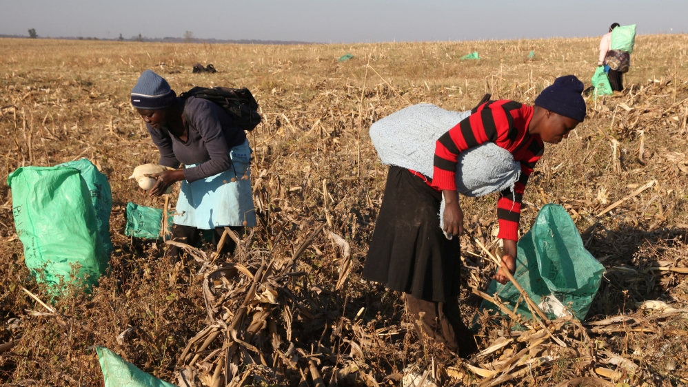 African agriculture reuters